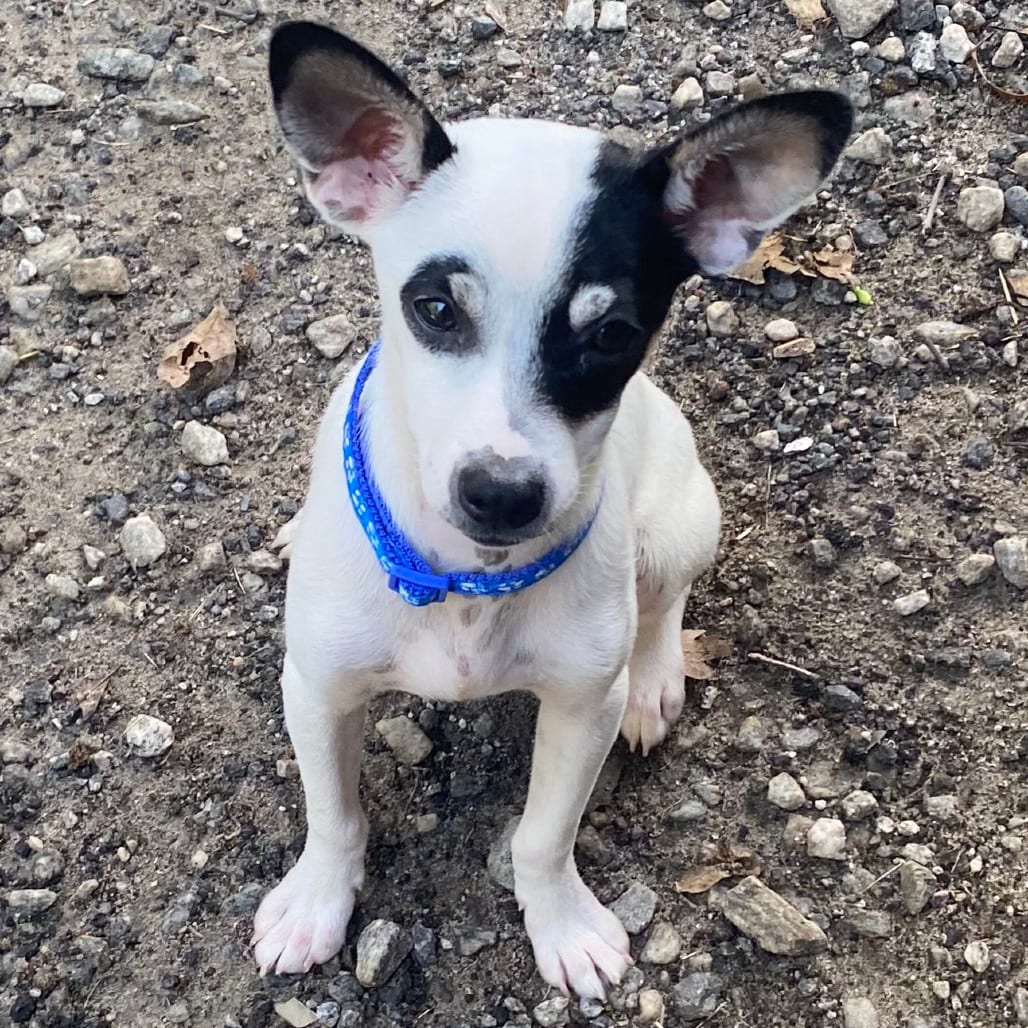 Photo of Casey, adoptable Chihuahua in Georgia, Georgia