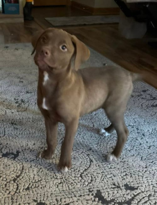 Photo of Slate, adoptable Labrador Retriever in Genesee, Wisconsin