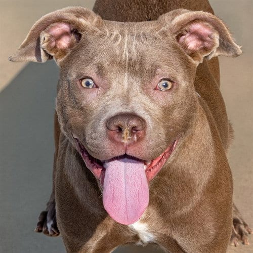 Photo of Tip Tap, adoptable Pit Bull Terrier in St Louis, Missouri
