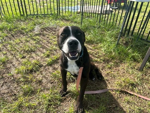 Photo of Scully, adoptable American Pit Bull Terrier in Ocala, Florida