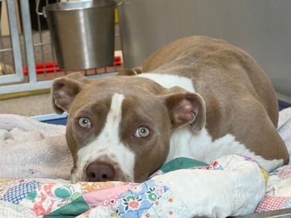 Photo of Briar, adoptable dog in Georgetown, Texas
