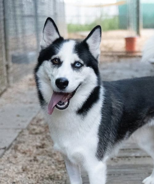 Photo of Maya, adoptable Siberian Husky in Matawan, New Jersey