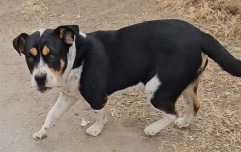 Photo of Maximus, adoptable Bulldog in Dana Point, California