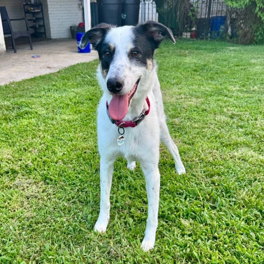 Photo of Lakona, adoptable Border Collie in Texas