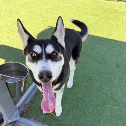 Photo of Krillin, adoptable Siberian Husky/Mix