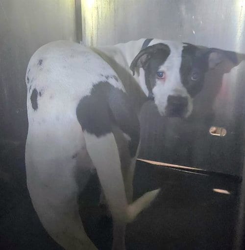 Photo of Helga, adoptable American Staffordshire Terrier in San Antonio, Texas