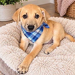 Photo of Mason, adoptable Labrador Retriever Australian Shepherd in Phoenix, Arizona