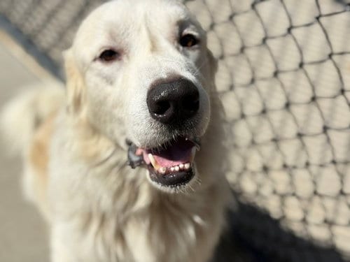 Photo of Nube, adoptable Great Pyrenees in Tulsa, Oklahoma
