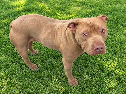 Photo of Rocky, adoptable Staffordshire Bull Terrier in Lancaster, California