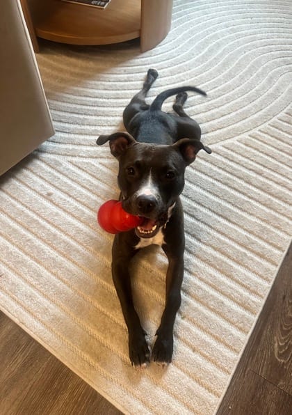 Photo of Chrissy, adoptable dog in Chamblee, Georgia