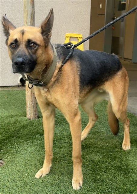 Photo of Moose, adoptable German Shepherd Dog in San Jose, California