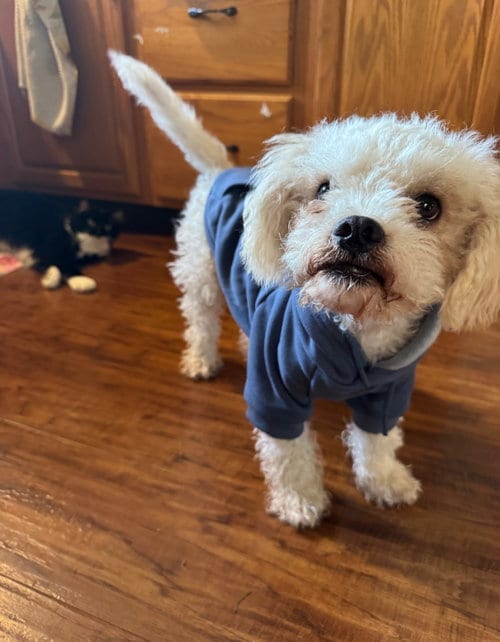 Photo of Cotton, adoptable Poodle (Miniature) in Grafton, Wisconsin