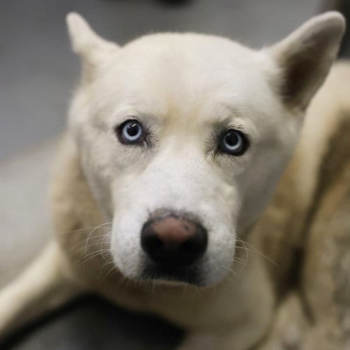 Photo of Dakota, adoptable Siberian Husky in San Antonio, Texas