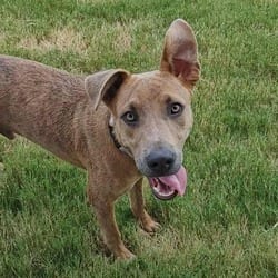 Photo of Rocky, adoptable Mountain Cur Carolina Dog in Chattanooga, Tennessee