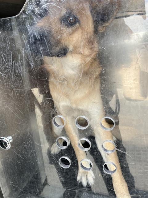 Photo of Coyote, adoptable German Shepherd Dog in Dallas, Texas