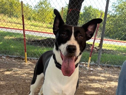 Photo of Babs, adoptable dog in Georgetown, Texas