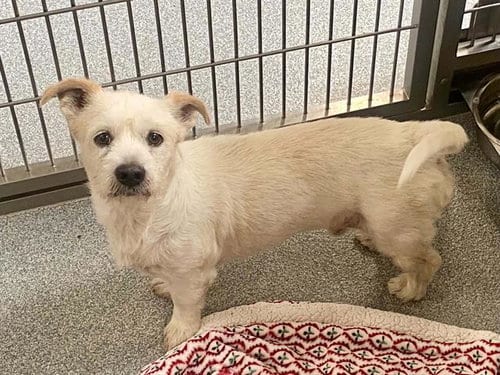 Photo of Badger, adoptable Border Terrier in Orange, California