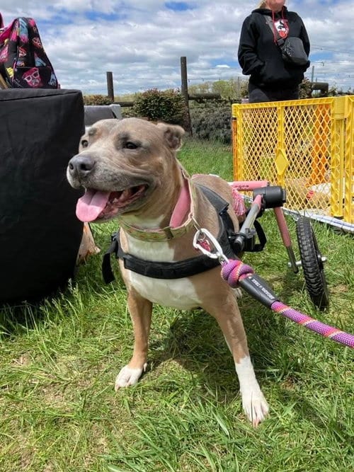 Photo of Coral, adoptable American Pit Bull Terrier in Wenonah, New Jersey