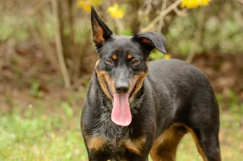 Photo of Phoenix, adoptable Cattle Dog in Brick, New Jersey