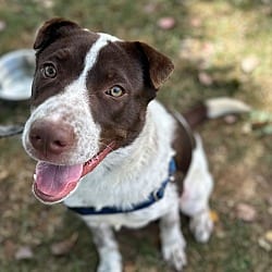 Photo of Viviana, adoptable Australian Cattle Dog Terrier (Unknown Type, Small) in Burnsville, North Carolina