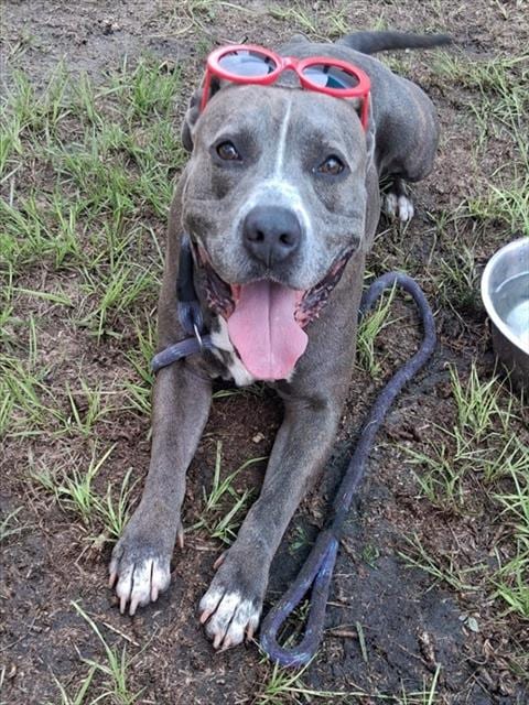 Photo of Gordon, adoptable American Pit Bull Terrier in Ocala, Florida