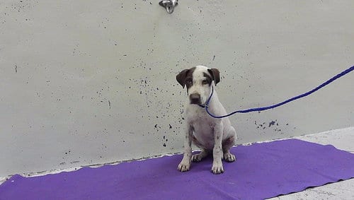 Photo of A2102463, adoptable Staffordshire Bull Terrier in Houston, Texas