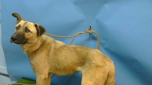 Photo of Andre, adoptable German Shepherd Dog in Gardena, California