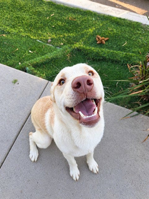Photo of Nolan, adoptable Labrador Retriever in Chula Vista, California