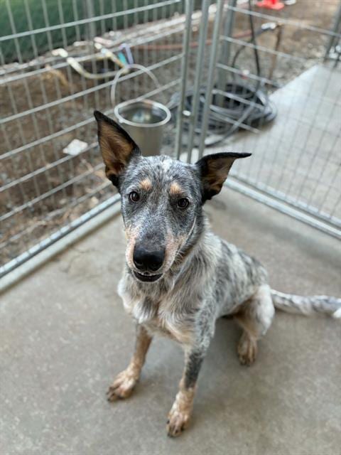 Photo of Griffin, adoptable Queensland Heeler in Visalia, California