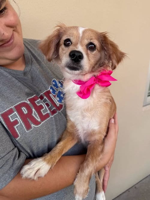 Photo of Parkng Ticket, adoptable Chihuahua in McKinney, Texas