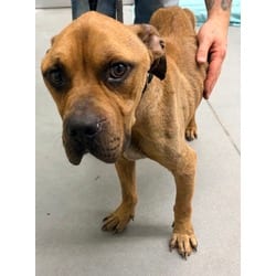 Photo of Woody, adoptable Mixed Breed (Medium) in Georgetown, Delaware