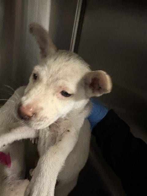 Photo of A663586, adoptable Labrador Retriever in Houston, Texas