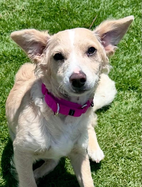 Photo of Nelson, adoptable Terrier in San Diego, California