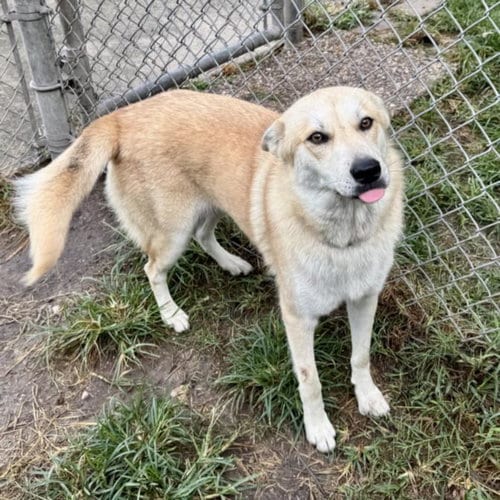 Photo of Ginger, adoptable Siberian Husky in Houston, Texas