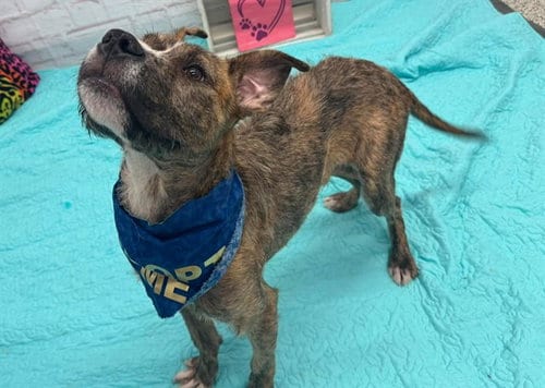 Photo of Ace Of Base, adoptable Pit Bull Terrier in Detroit, Michigan