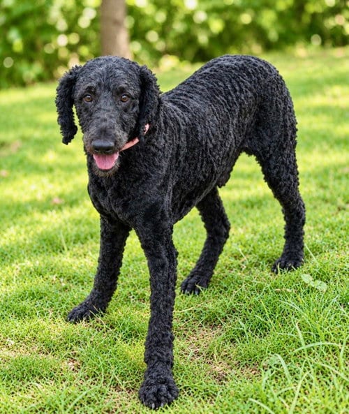 Photo of Jack, adoptable Poodle (Standard) in Franklin, Tennessee