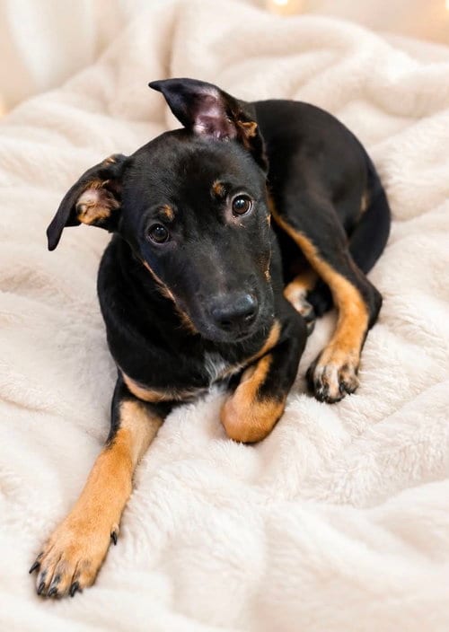 Photo of Peanut Butter, adoptable Australian Cattle Dog/Blue Heeler in Fenton, Missouri