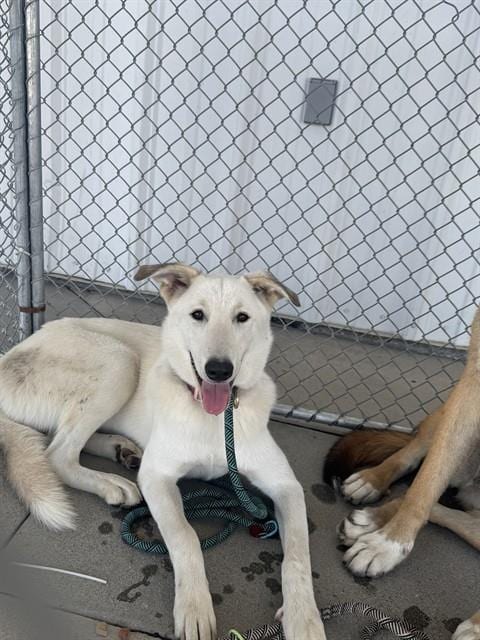 Photo of Rosie, adoptable German Shepherd Dog in Bakersfield, California