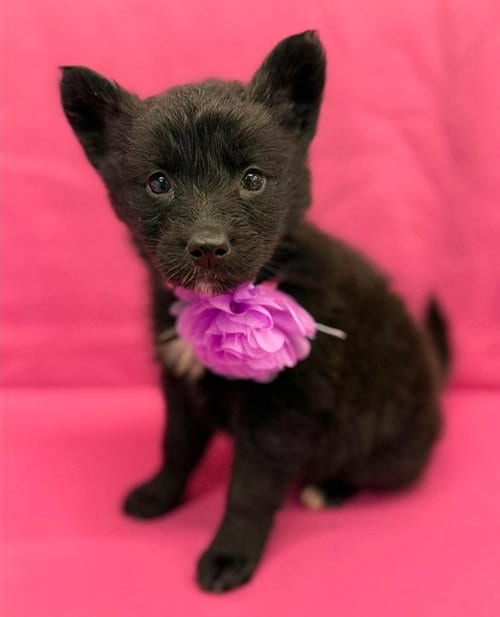 Photo of Butter, adoptable Husky in Sedalia, Colorado