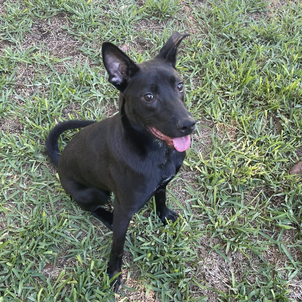 Photo of Bobby, adoptable Retriever, Labrador / Mix in San Antonio, Texas