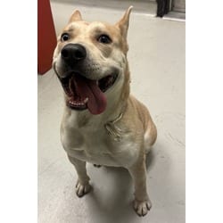 Photo of Mikey, adoptable Husky in Lancaster, California
