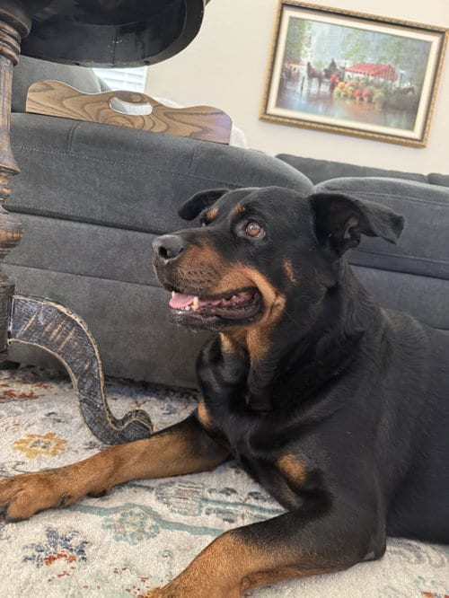 Photo of Diesel, adoptable Rottweiler in The Woodlands, Texas
