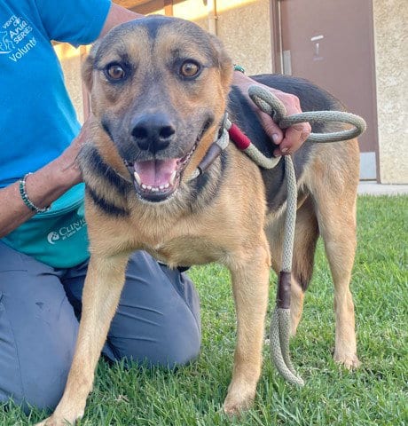 Photo of Mochi, adoptable German Shepherd Dog in Camarillo, California