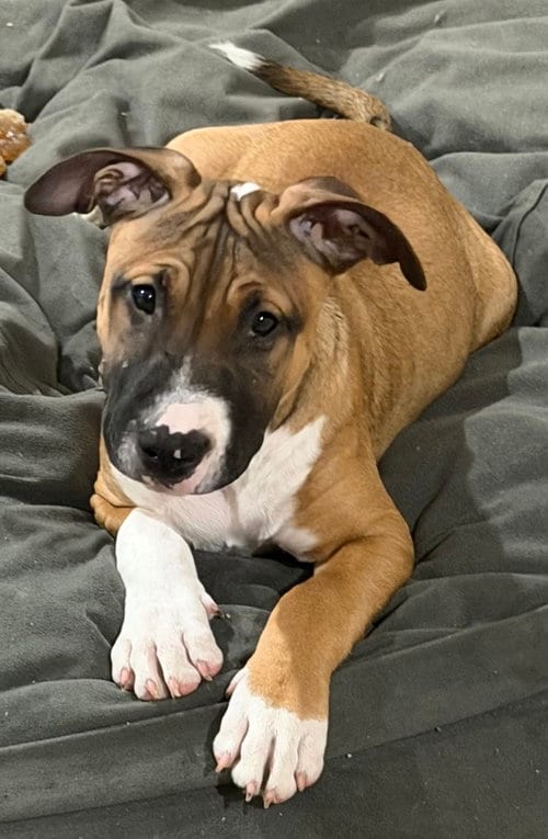 Photo of Han Solo, adoptable Black Mouth Cur in Dana Point, California