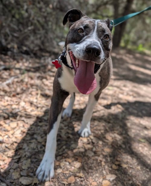 Photo of Babygirl, adoptable Labrador Retriever in San Diego, California