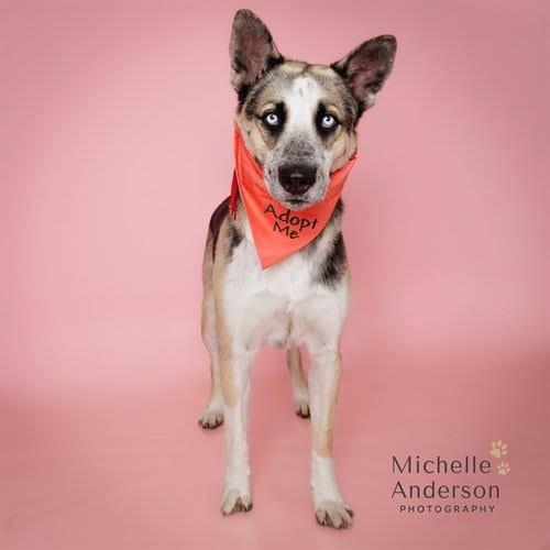 Photo of A165775, adoptable German Shepherd Dog in Corona, California