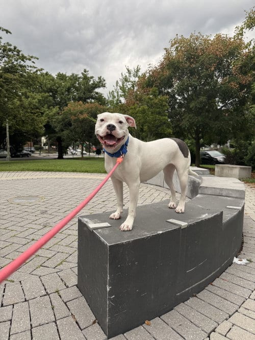 Photo of Moo, adoptable American Pit Bull Terrier in Berkeley, California