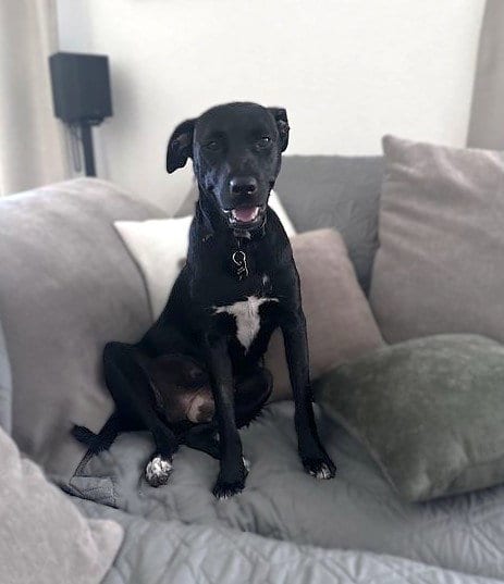 Photo of Lola, adoptable Pit Bull Terrier in Sacramento, California