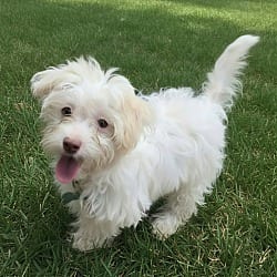 Photo of Natari, adoptable Havanese in Union Grove, Wisconsin