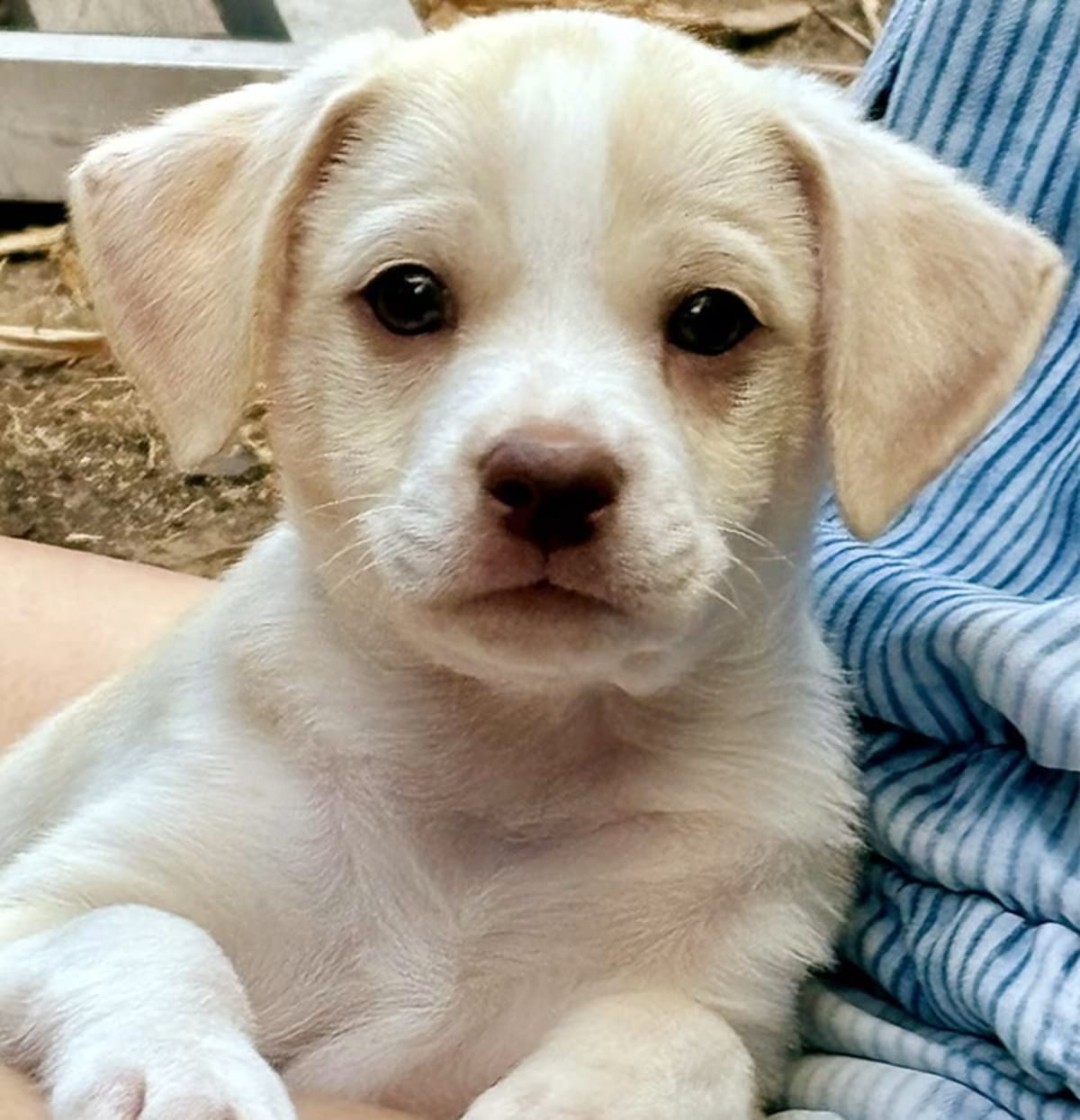 Photo of Buzz, adoptable Labrador Retriever in Marina del Rey, California